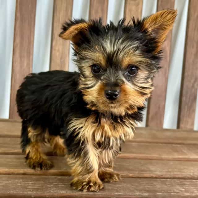 Ryder - Yorkshire Terrier Male