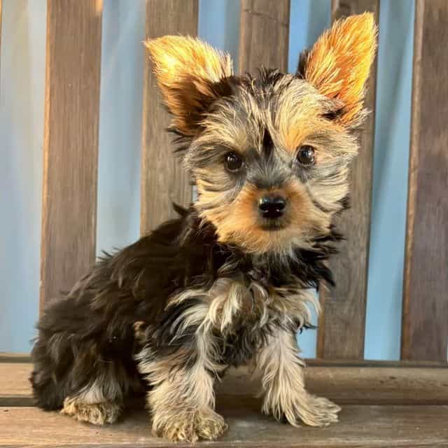 Ruby - Yorkshire Terrier Female