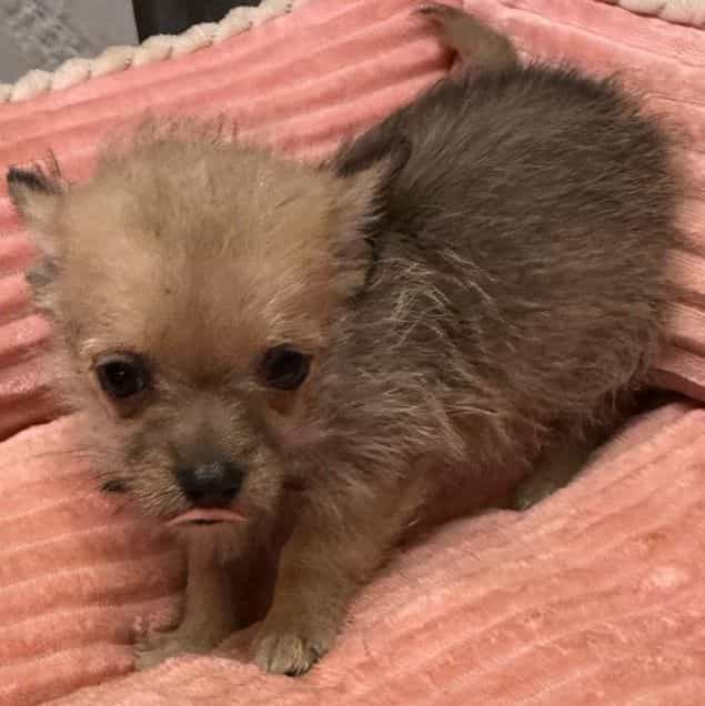 Dolly - Morkie Female