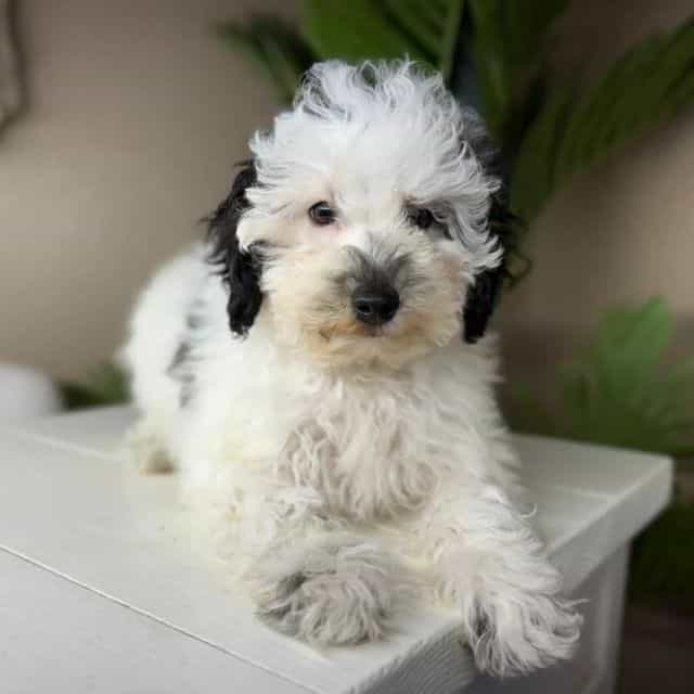 Gamora - Bernedoodle Female