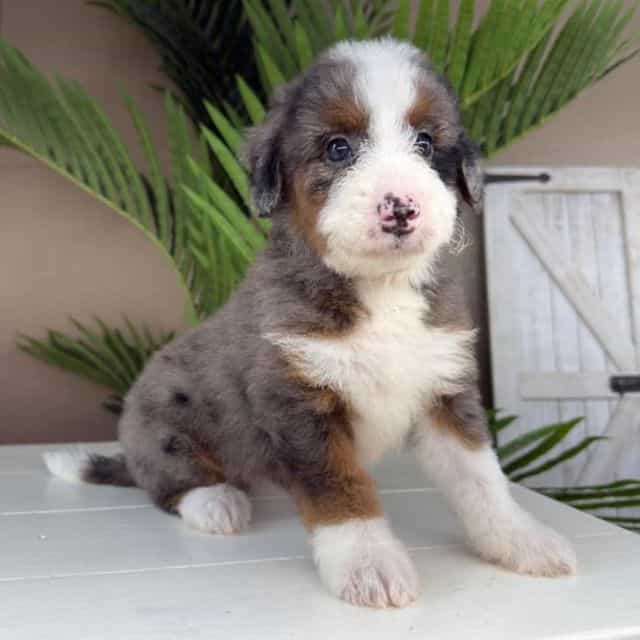 Brisa - Bernedoodle Female