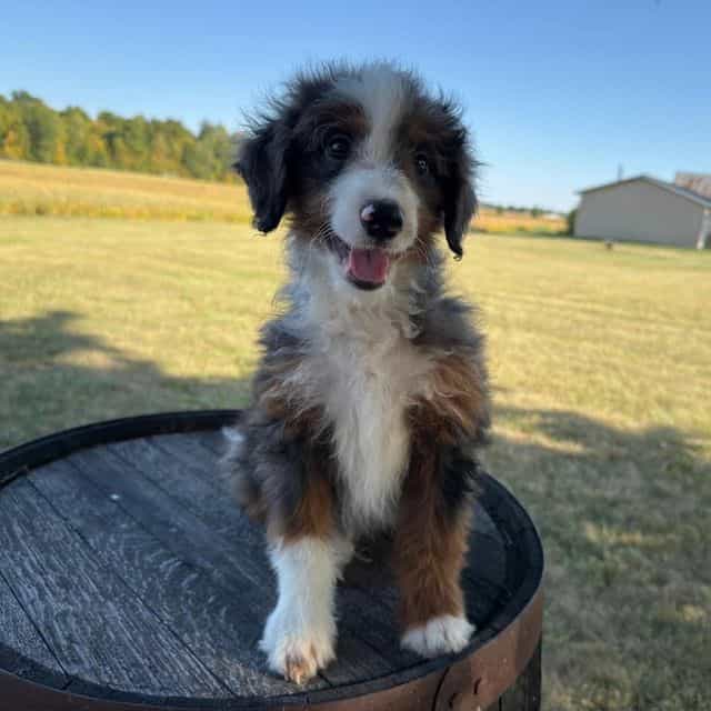 Anthony - Bernedoodle Male