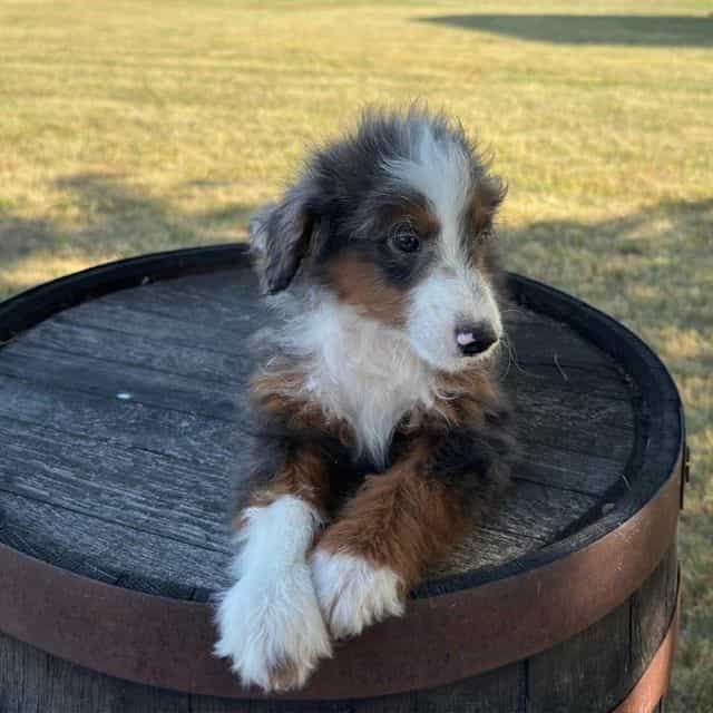 Anthony - Bernedoodle Male