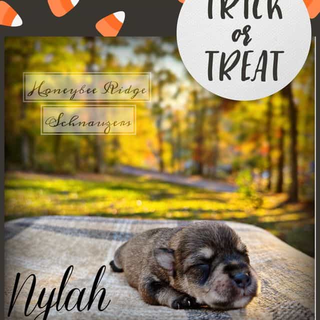 Nylah - Miniature Schnauzer Female