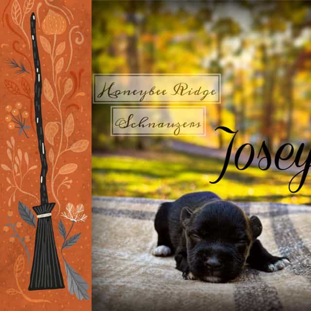 Josey - Miniature Schnauzer Female