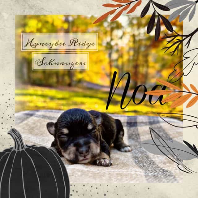 Noa - Miniature Schnauzer Male