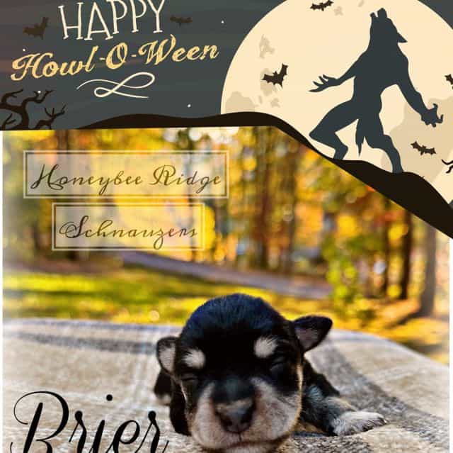 Brier - Miniature Schnauzer Female