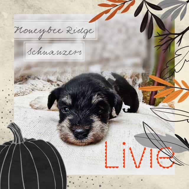 Livie - Miniature Schnauzer Female