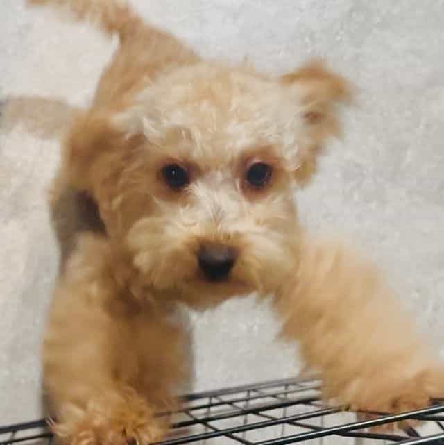 Rome - Toy Poodle Male