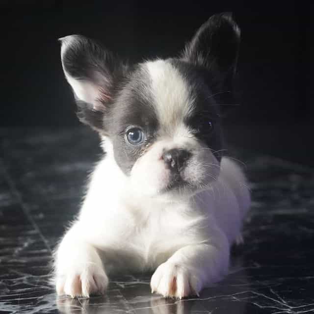 The  CeleBBulli - French Bulldog Male