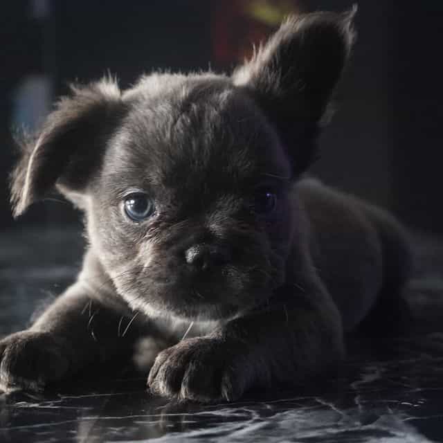 The  CeleBBulli - French Bulldog Female