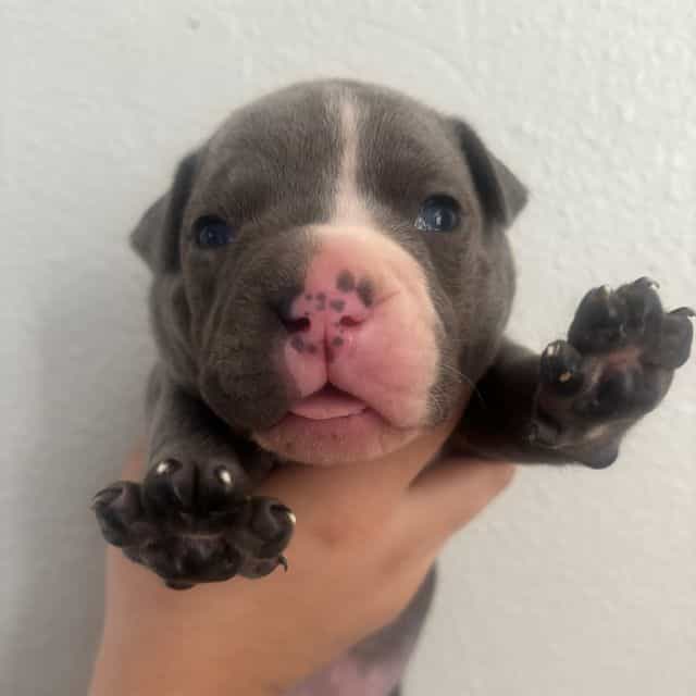 Girl #1 - American Bully Female