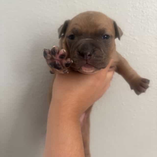 Girl #2 - American Bully Female