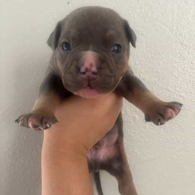 Male #1  - American Bully Male