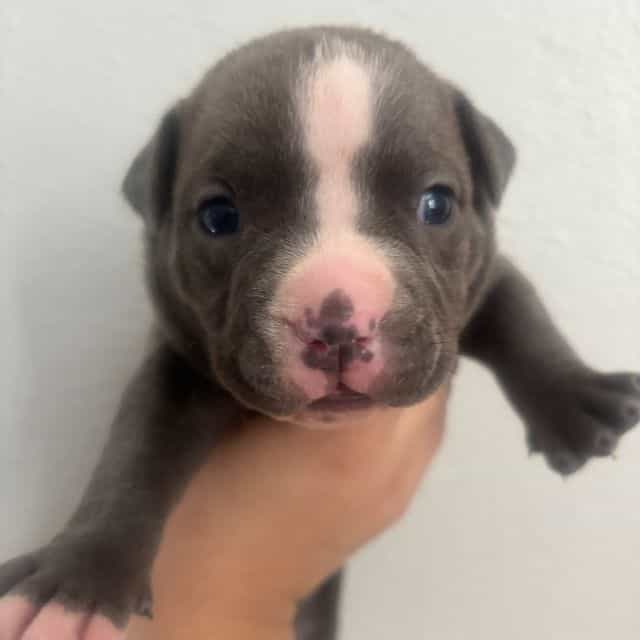 Male #2 - American Bully Male