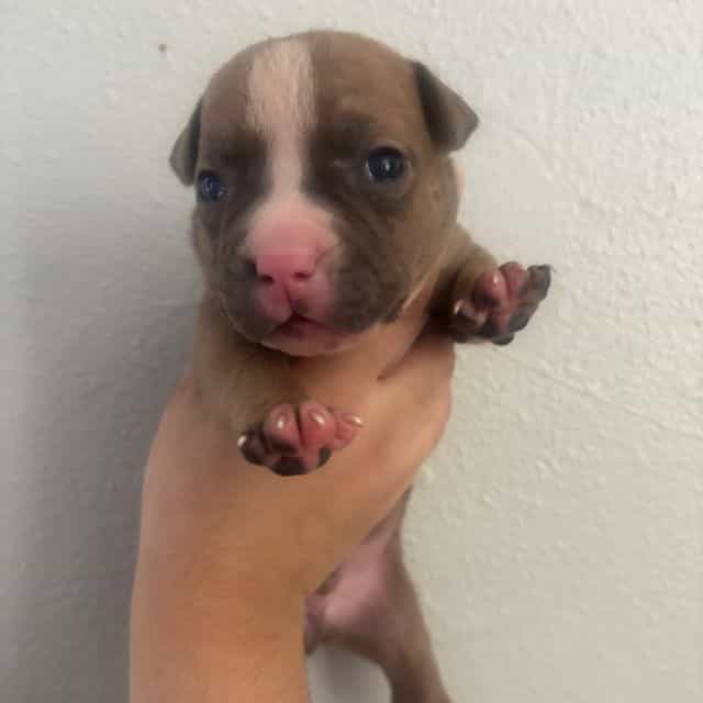 Male #3  - American Bully Male