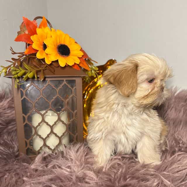 latte - Shih Tzu Male