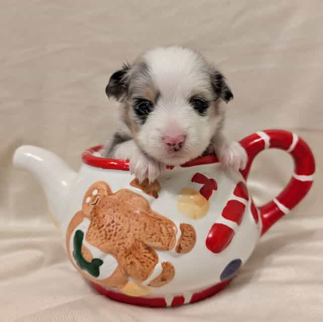 Dasher - Aussiepom Male