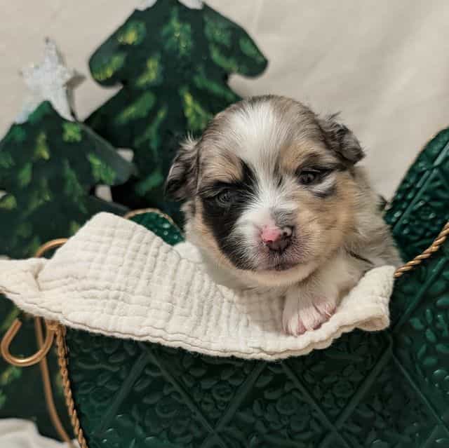 Ellfie - Aussiepom Female