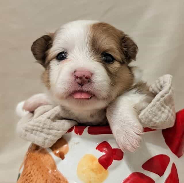 Gingerbread - Aussiepom Female