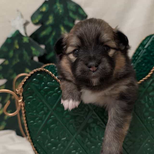 Noelle - Aussiepom Female