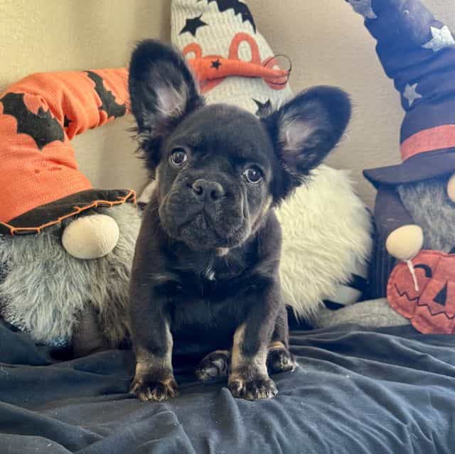 T’Challa - French Bulldog Male