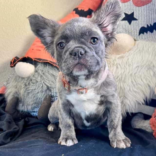Nessie Pooh - French Bulldog Female