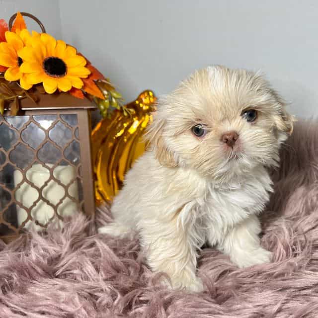 Sandy - Shih Tzu Male