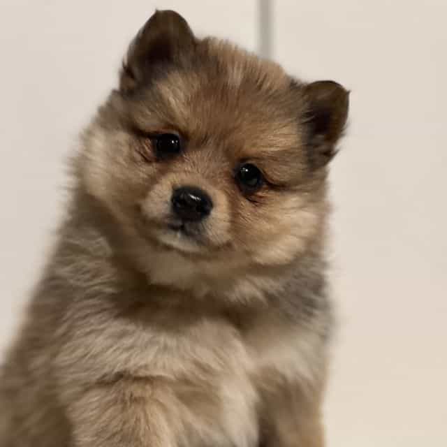 Peanut - Pomeranian Male