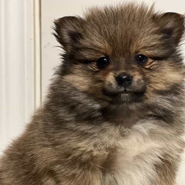 Preston - Pomeranian Male