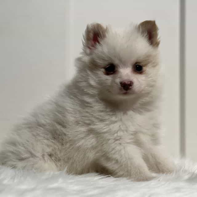 Paul - Pomeranian Male