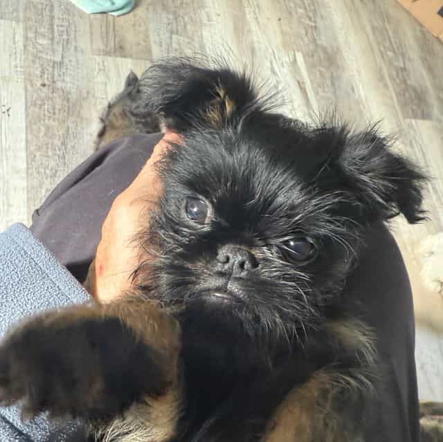 Sutton - Brussels Griffon Male