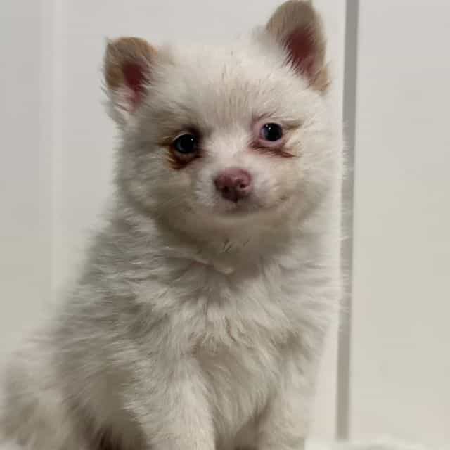 Patrick - Pomeranian Male