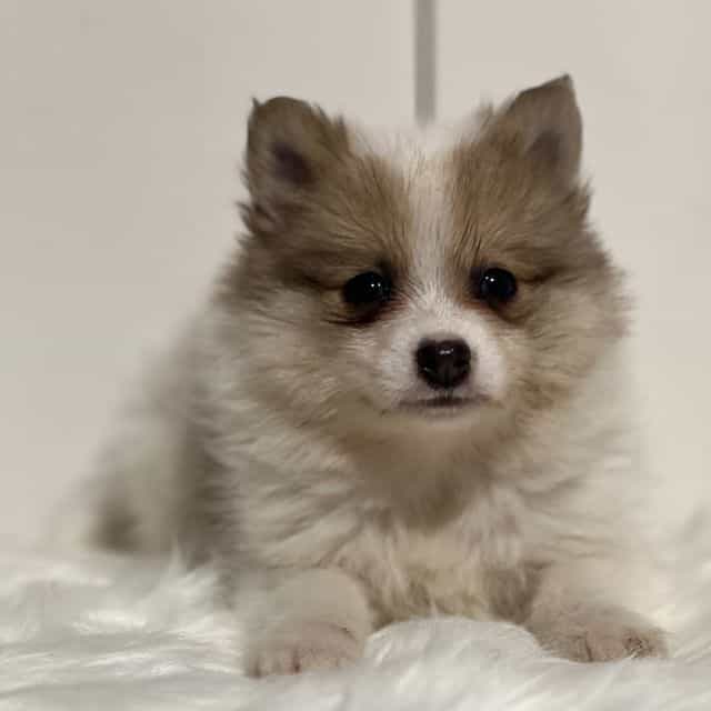 Prince - Pomeranian Male