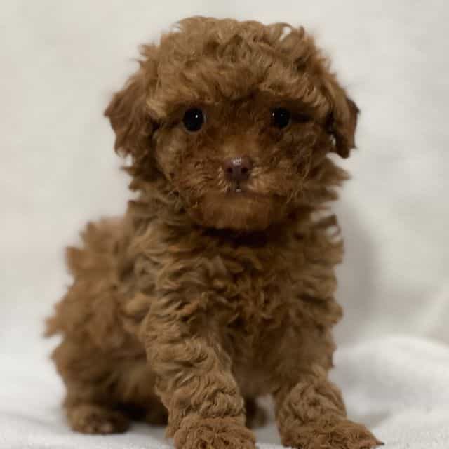 Mochi - Shih-Poo Female