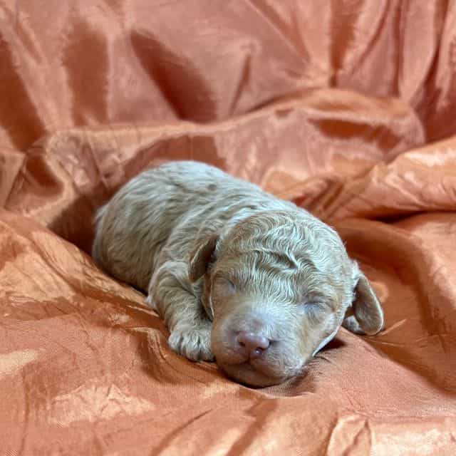 Georgie - Toy Poodle Male