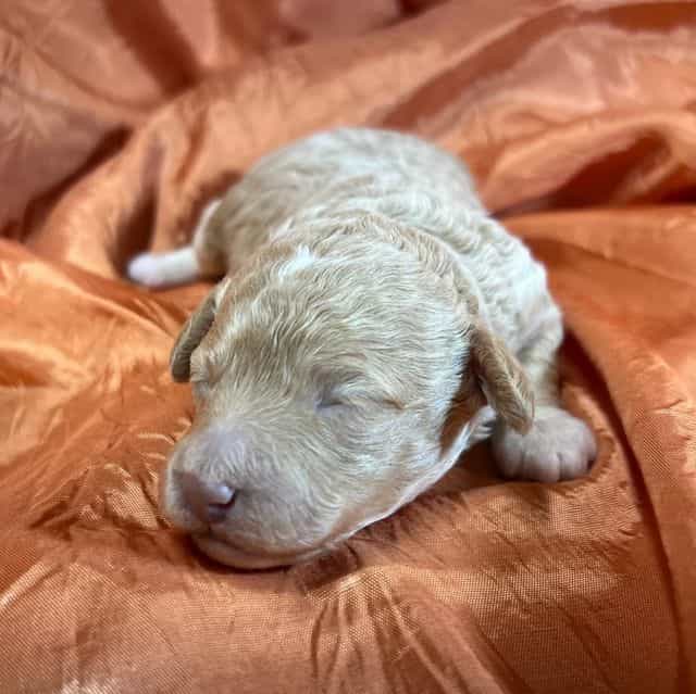 Gia  - Toy Poodle Female