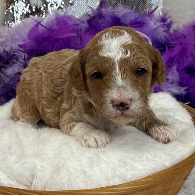 Scarlett Purple - Toy Poodle Female