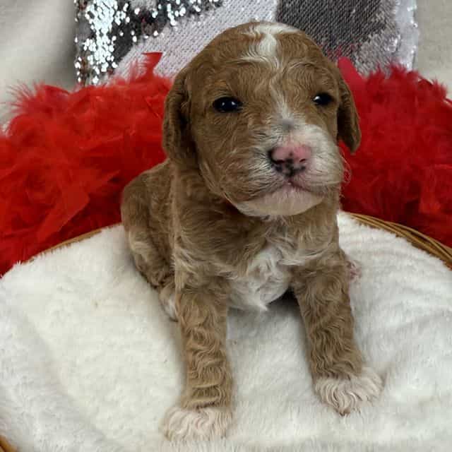Scarlett Red Bo - Toy Poodle Male