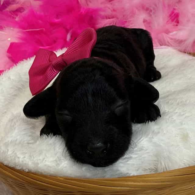 Cici Pink Girl - Toy Poodle Female