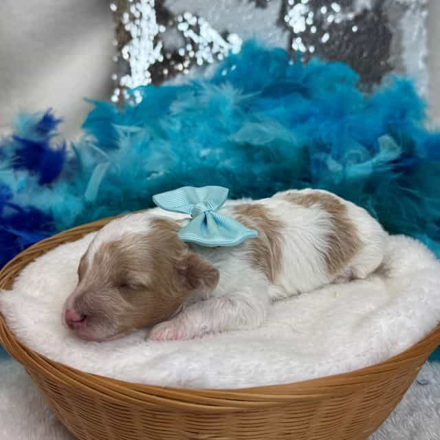 Cici Turquoise  - Toy Poodle Female