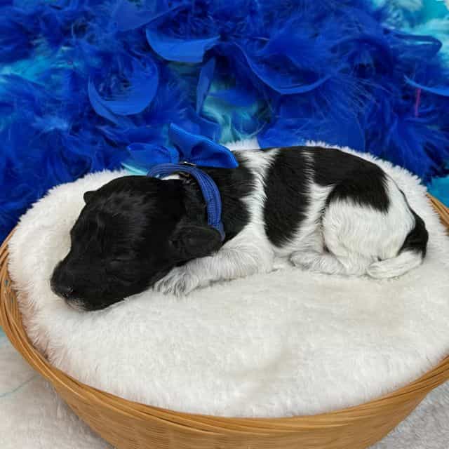Cici Blue Boy - Toy Poodle Male