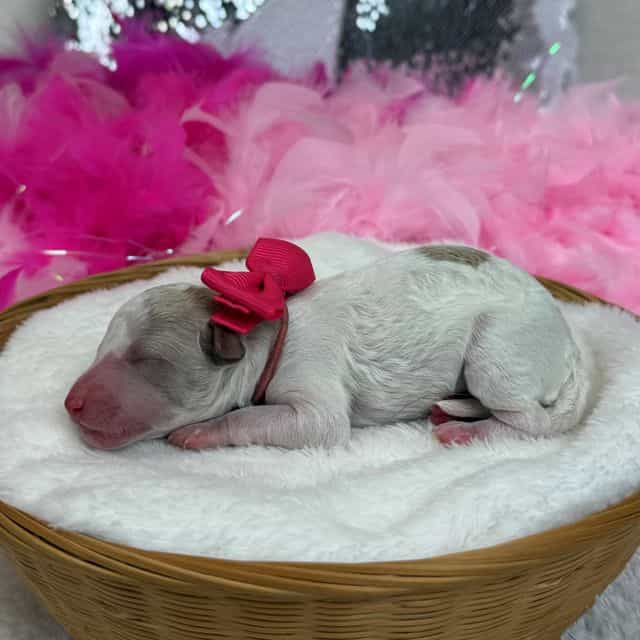 Tally Pink Girl - Toy Poodle Female