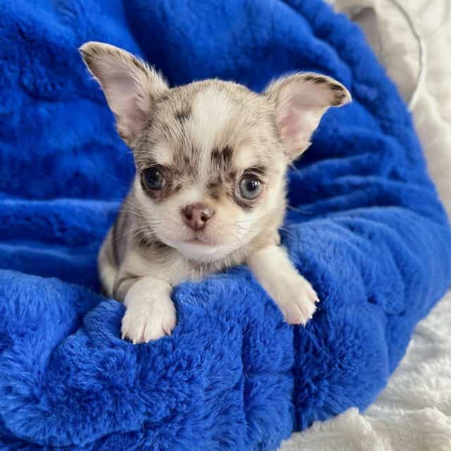 Windex - Chihuahua Male