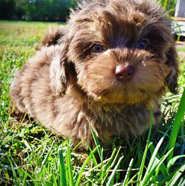 Domino - Havapoo Male