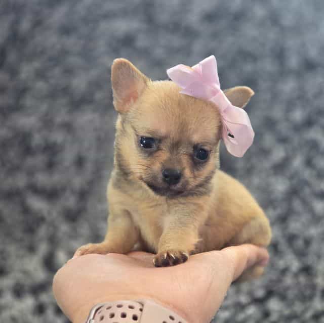 Peanut  - Chihuahua Female