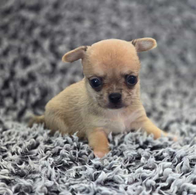 Bean - Chihuahua Male