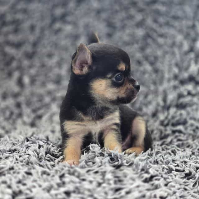 Rocky - Chihuahua Male