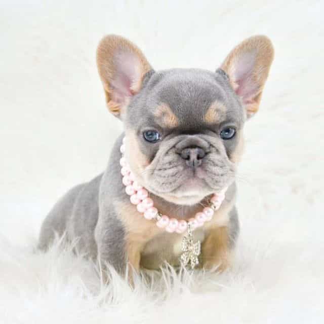 Lilac tan  - French Bulldog Female