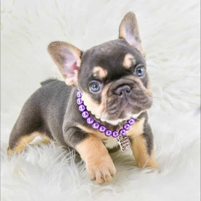 Chocolate tan  - French Bulldog Female
